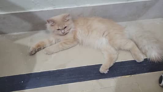 Persian billa
