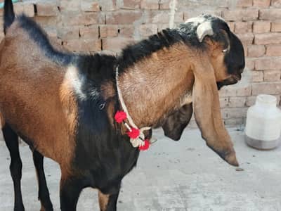 NAGRA Bakra For Sale