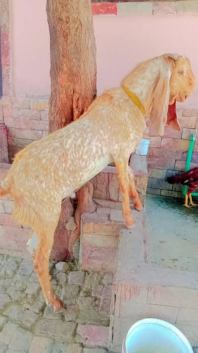 makhi cheena