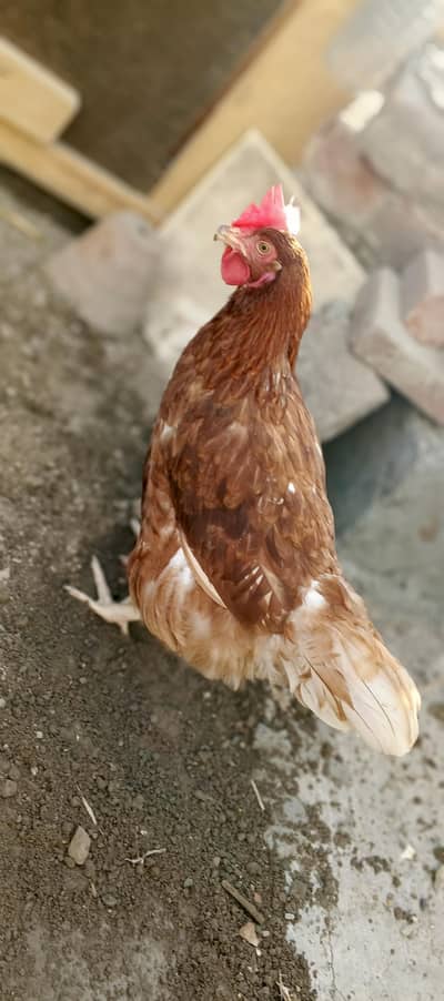 eggs lying Lohmann. Dasi Hens.