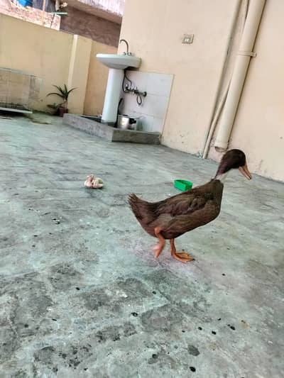 ducks for sale WhatsApp number 03376082495