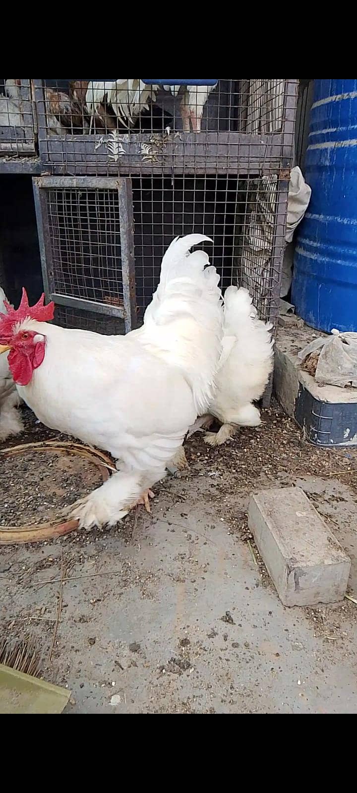 White heavy buff 1
