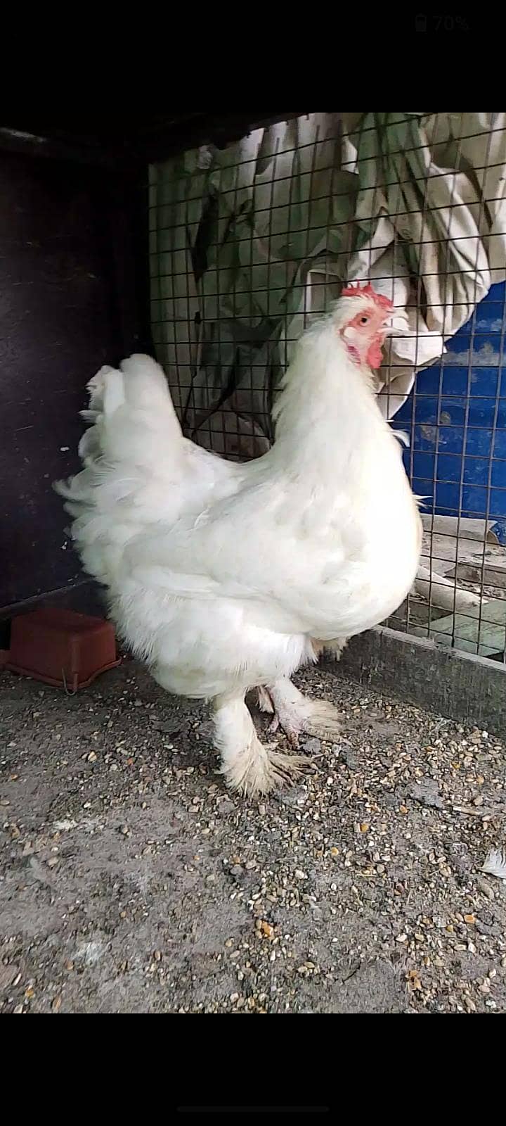 White heavy buff 2