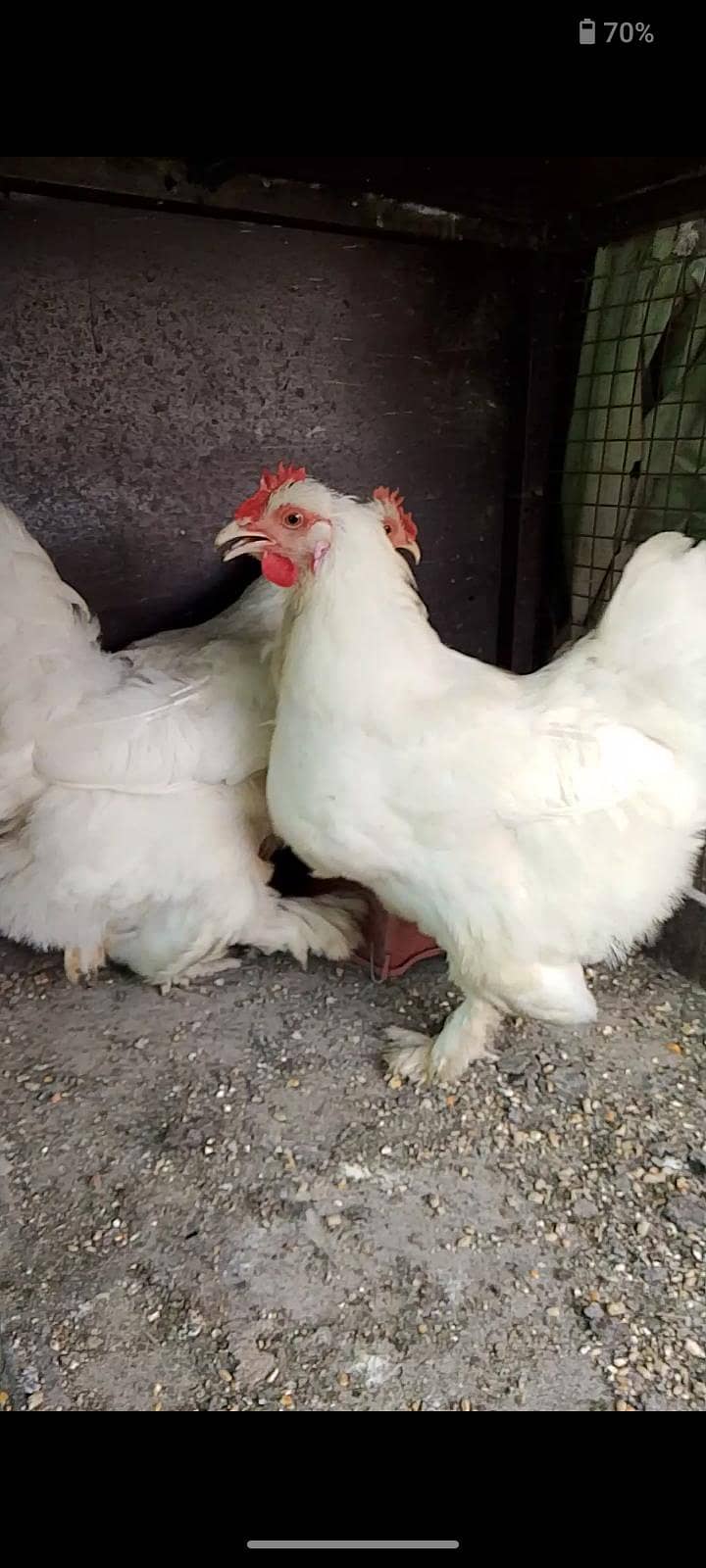 White heavy buff 3