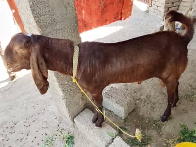 Bakra sale