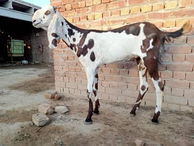 bakra|Mundra|qurbani|goat|