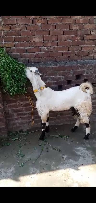 Bakry jori donday ha