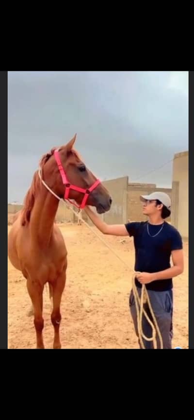 Thoroughbred female horse