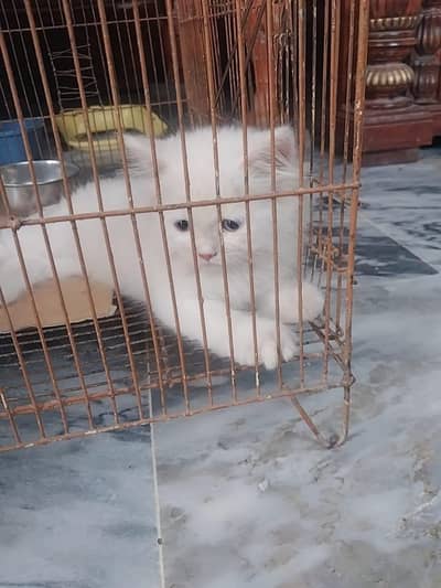 Persian Cat