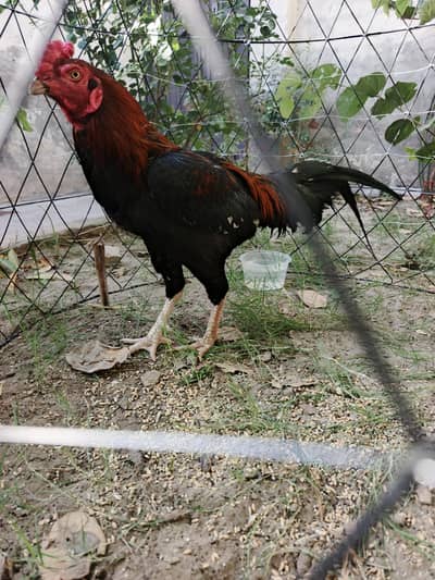 Aseel Heera pahta pure aseel ha garntii ka