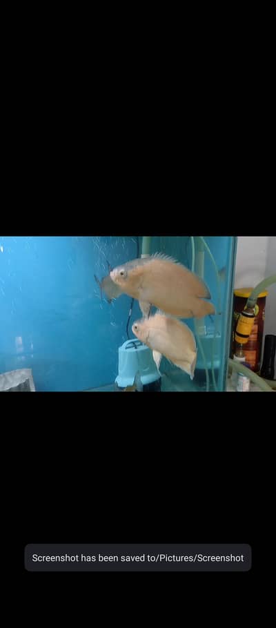 Oscar fish