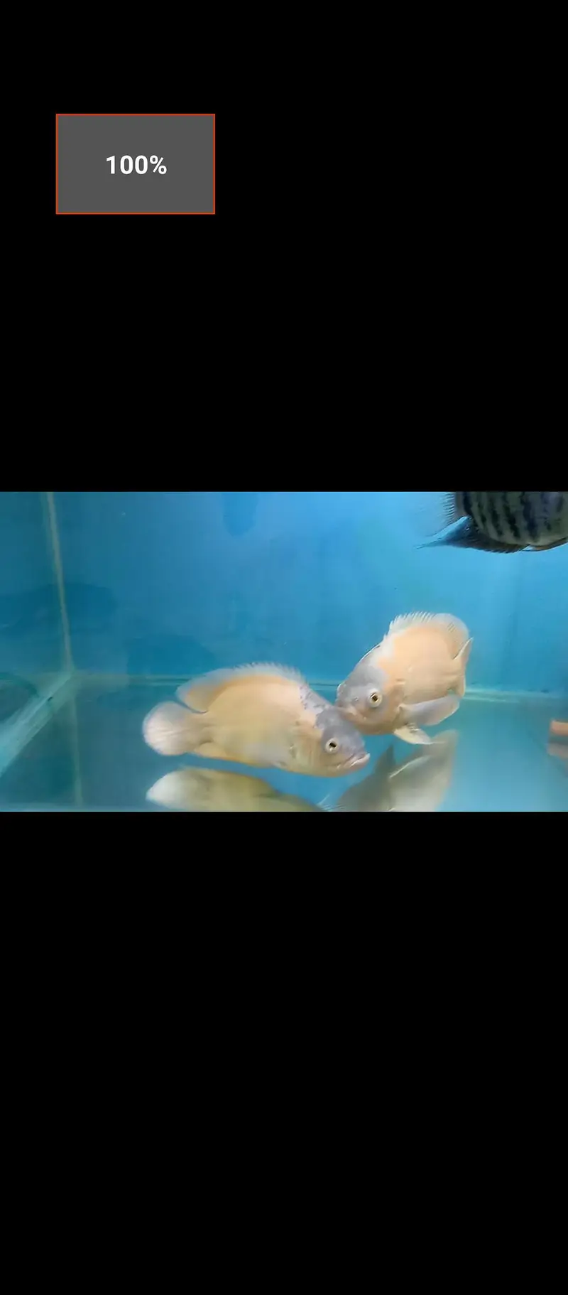 Oscar fish — photo 2