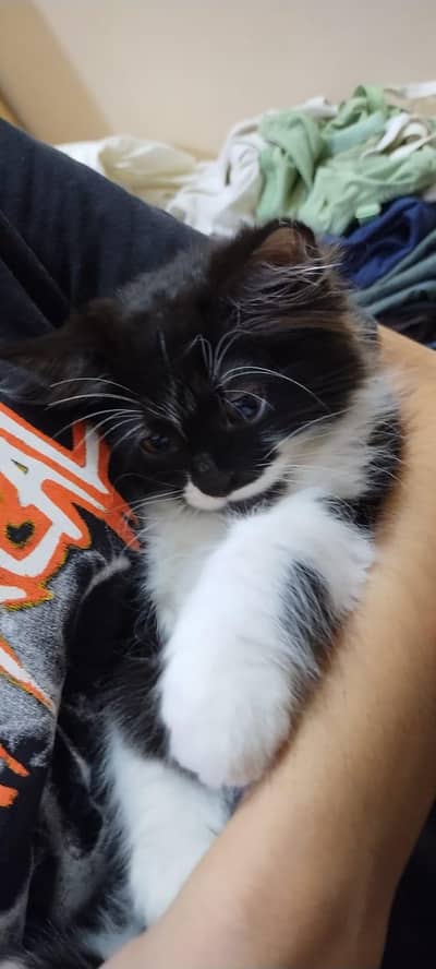Persian kitten
