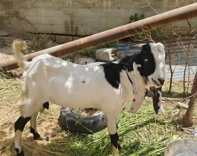 Bakra for sale