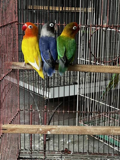 3 lovebirds females