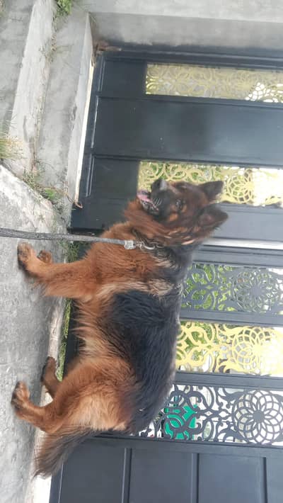 German shepherd dog available for studd
