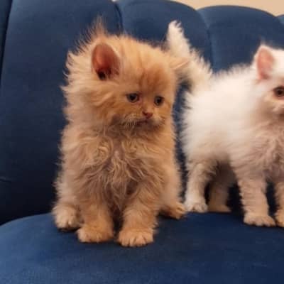 persian triple coated