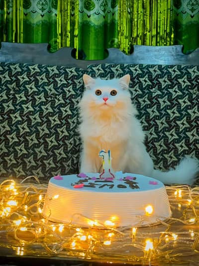 persian cat for sale MywatsapppNumber0348-55-58-176