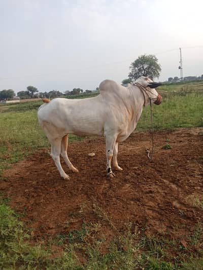 bull for sale