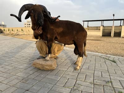 Dumba Longtail sheep Goat Qurbani ready