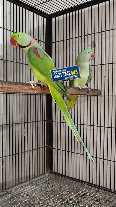 Raw breeder pair Rs 33000