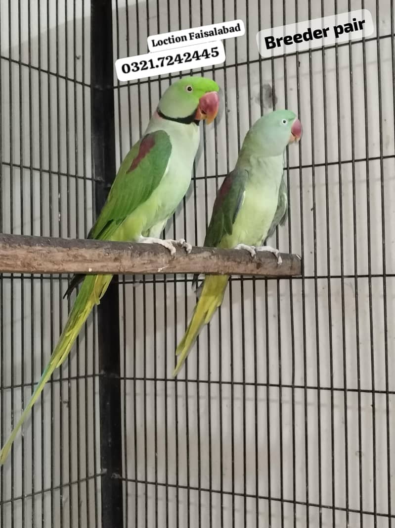 Ringneck 1