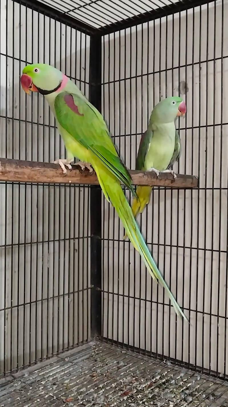 Ringneck 2