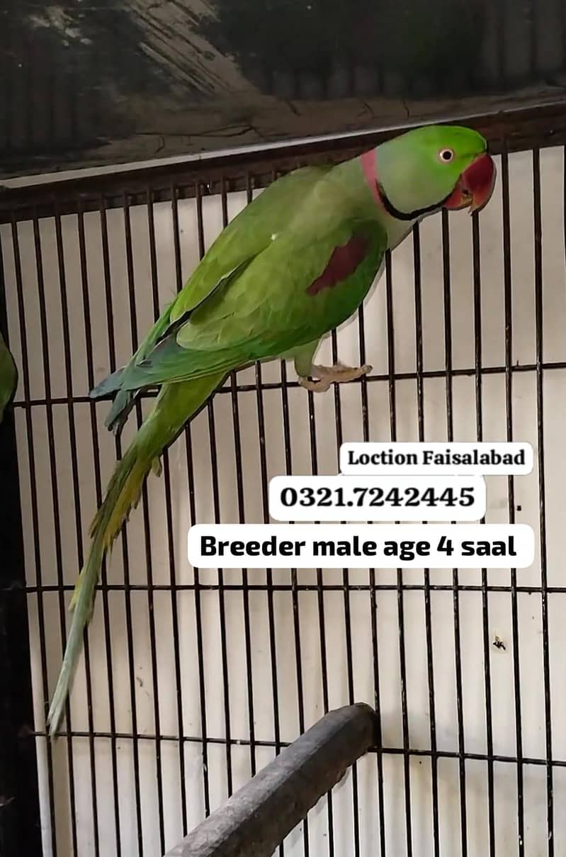 Ringneck 3