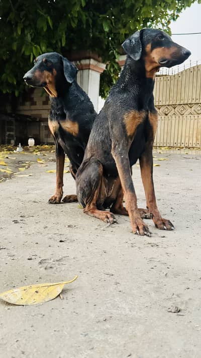 Doberman Breeder female