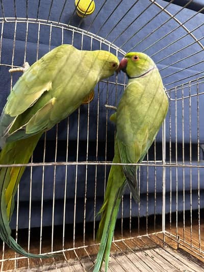Ring neck parrot