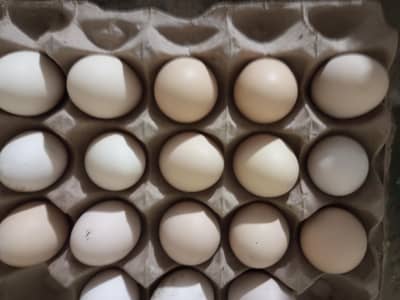 Aseel Egg For sale 100% fartile per egg price 200