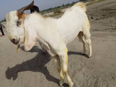 Bakra for Qurbani
