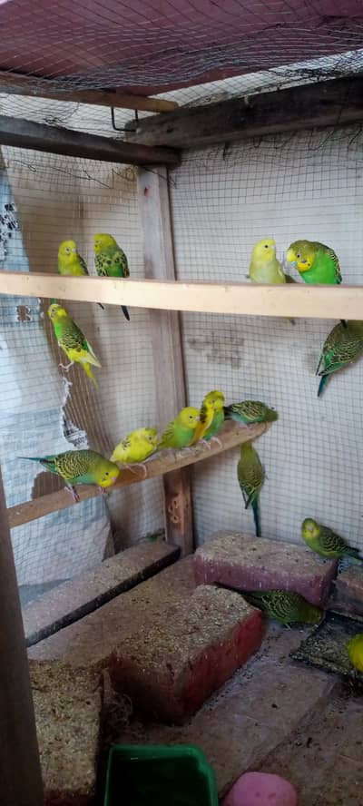Budgies | Pathay | Australian