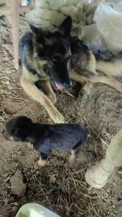 german shepherd