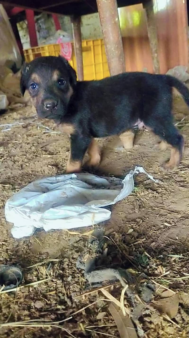 german shepherd 1
