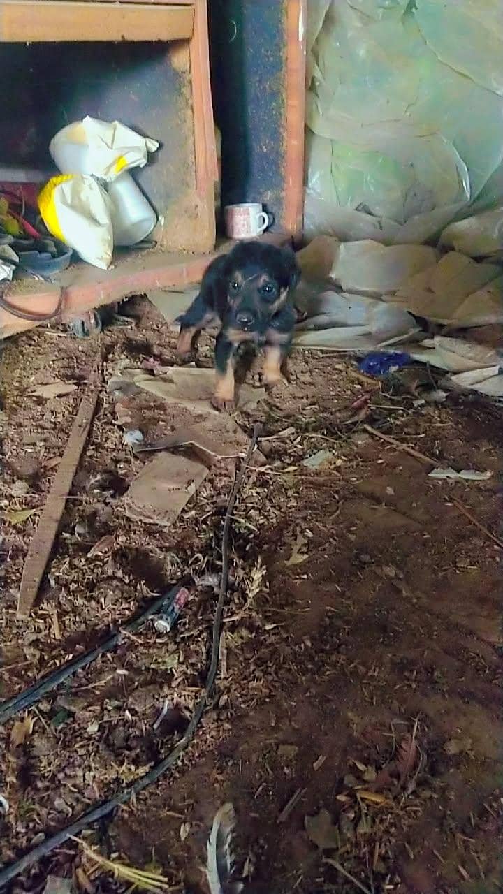 german shepherd 2
