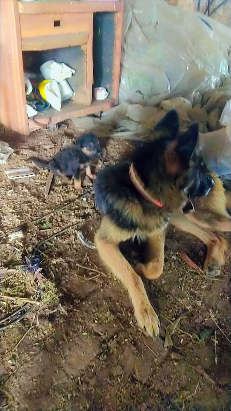 german shepherd 3