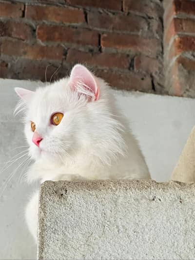 persian cat for sale MywatsapppNumber0348-55-58-176