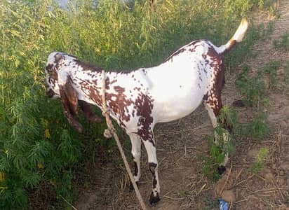 Bakra for qurbani