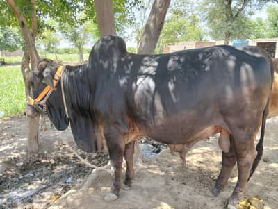 OX BLACK FOR QURBANI