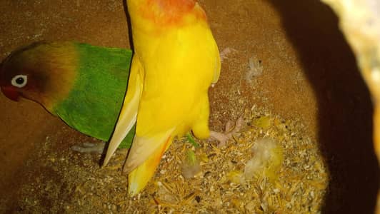 Fishers Cage Teetar