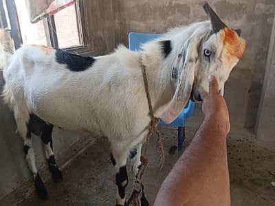 bakra