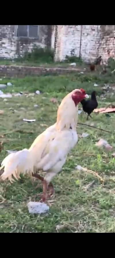 Heera Aseel Rooster For Sale 