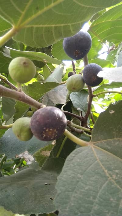 ANJEER FRESH BLACK MITHI SWEET 1200 PER KG FOR SALE 0313 875 1617