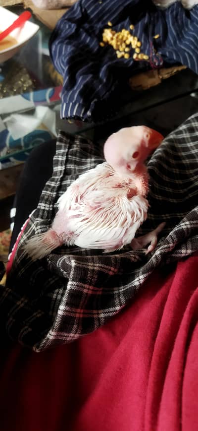 White Ringneck / Yellow Ringneck / Mitthu / Parrot