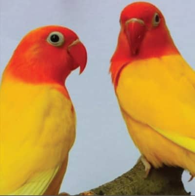 Love birds