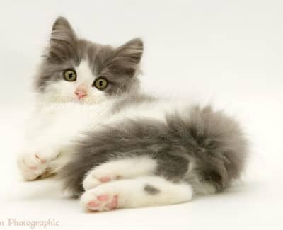 Fluffy Persian cat kitten triple coat