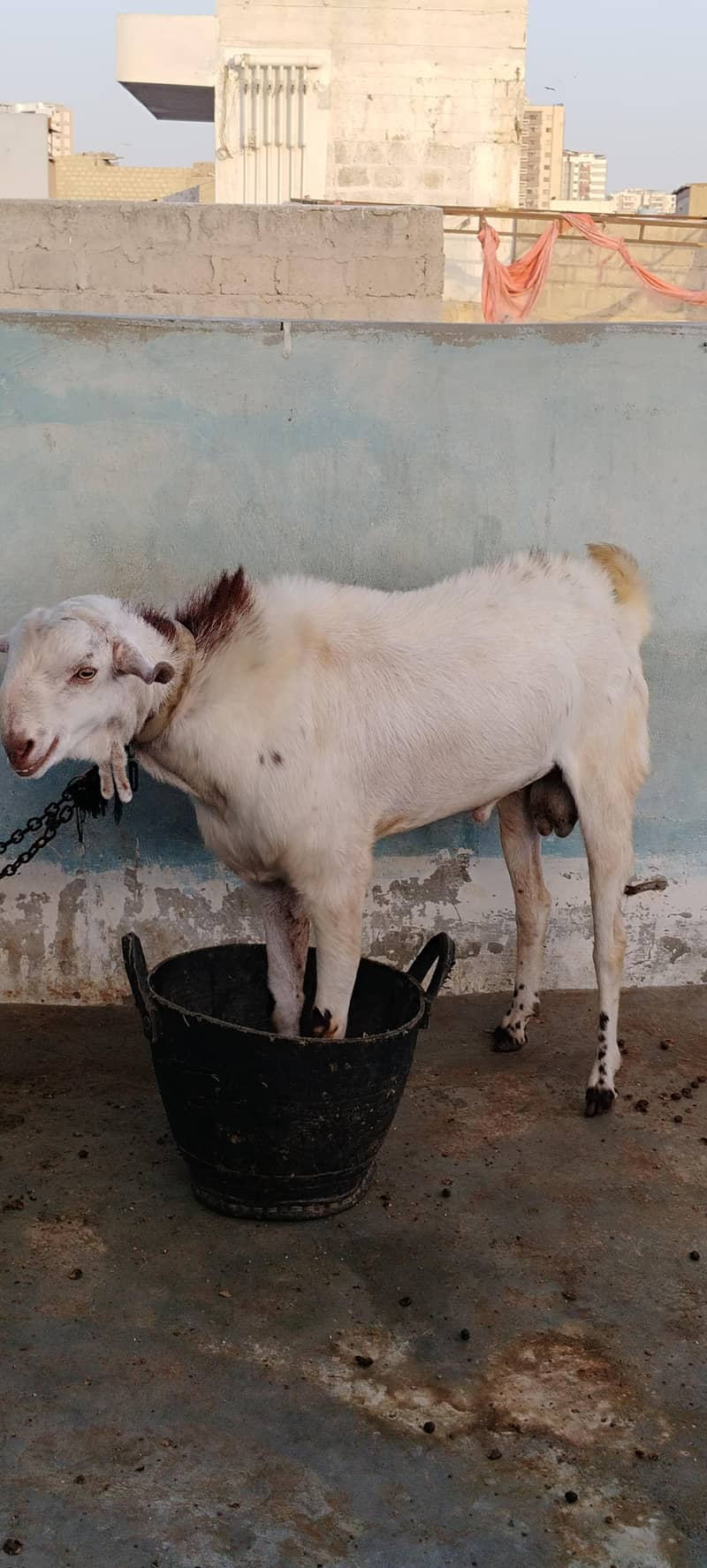 Desi bakra 3