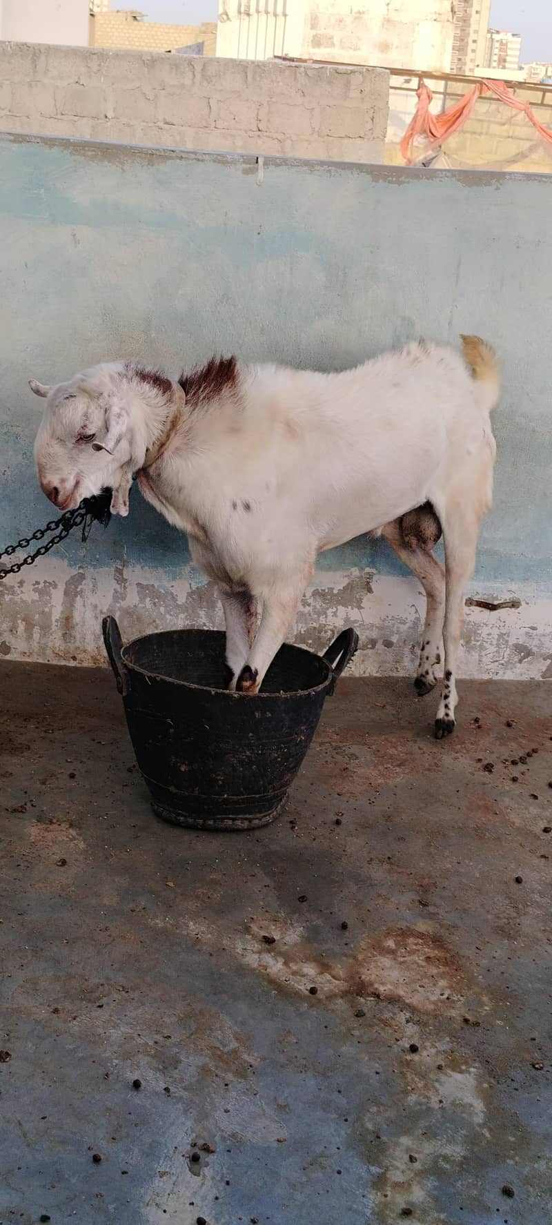 Desi bakra 4