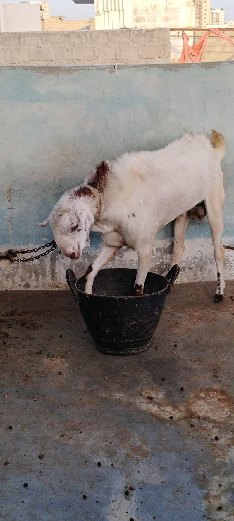 Desi bakra 5